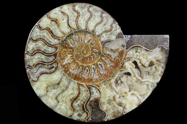 Cut Ammonite Fossil (Half) - Agatized #78337